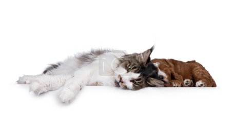 Portrait of adult Maine Coon cat laying together with slaaping labradoodle puppy. Isolated on a white background.