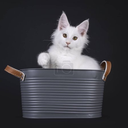 Pretty solid white Maine Coon cat kitten, sitting in metal look bucket. Looking towards camera with sweet expression. One paws playful in air. Isolated on a black background.