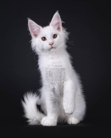 Pretty solid white Maine Coon cat kitten, sitting up facing front. Looking towards camera with sweet expression. One paw playful in air. Isolated on a black background.