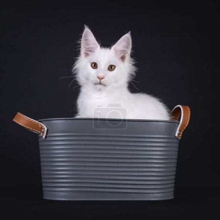 Pretty solid white Maine Coon cat kitten, sitting in metal look bucket. Looking towards camera with sweet expression. Isolated on a black background.