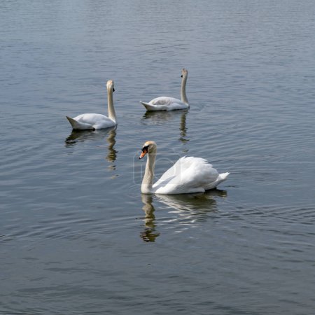 Foto de Tyn estanque cerca de Moravsky Krumlov y tres cisnes - Imagen libre de derechos