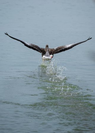 Foto de Ganso salvaje despega del estanque - Imagen libre de derechos