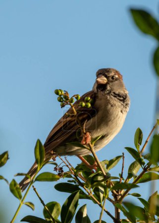 Foto de Un pájaro sentado en las ramas superiores en un arbusto - Imagen libre de derechos