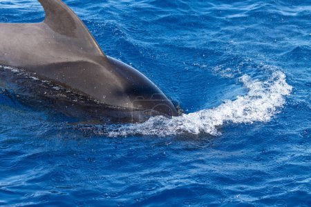 Foto de Avistamiento de ballenas en Tenerife. Ballena piloto nadando en la superficie del océano - Imagen libre de derechos
