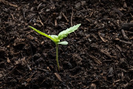 Small seedling in the ground. Freshly sprouted cannabis plant sprout in a Dutch grow. Cannabis cultivation. Green plant sprout. Born from a seed of a plant.