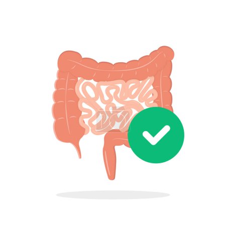 Téléchargez les illustrations : Cartoon intestinal tract icon with green checkmark. simple flat style graphic design web element isolated on white background. internal organ of human digestive system pictogram or healthy gut badge - en licence libre de droit