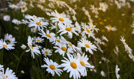 Photo for A field of large daisies in the setting sun. Daisies are large in the foreground. A pleasant summer background - Royalty Free Image