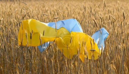 Foto de Bandera de Ucrania es azul-amarillo acostado sobre el trigo maduro. Campo de trigo amarillo en Ucrania. Constitución Día de la Independencia de Ucrania, Día de la Bandera. - Imagen libre de derechos