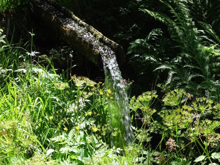 Photo for A small waterfall in the forest on a sunny summer day. Landscape. - Royalty Free Image