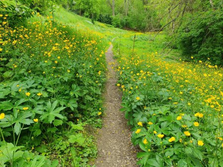 Photo for Narrow path through a flowering meadow - Royalty Free Image