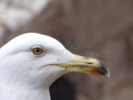 Photo for Portrait of an attentive seagull hoping for food. - Royalty Free Image