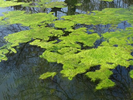 Photo for Lumps of moss floating on a pond - Royalty Free Image