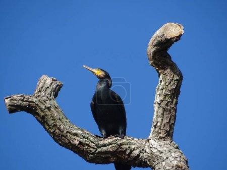 Photo for Cormorant with yellow beak on top of branch of leafless tree against blue sky. - Royalty Free Image