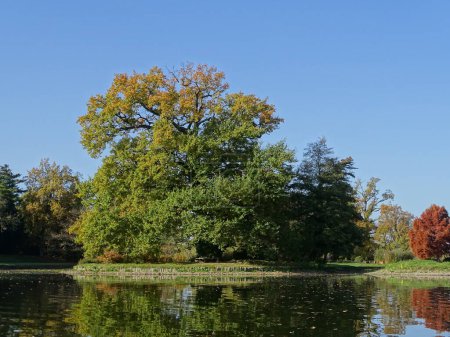 Photo for Big strong tree in autumn on an island of Woerlitz Lake in Woerlitz Park near Oranienbaum Dessau Germany photographed against the blue sky. - Royalty Free Image