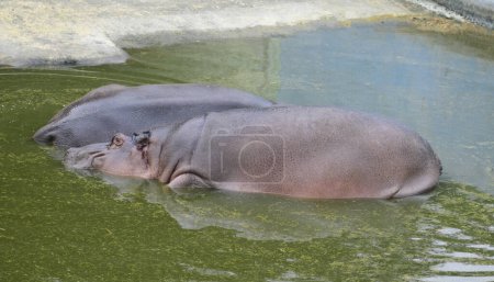 Téléchargez les photos : Deux Hippopotames couchés dans une réserve d'eau dans une réserve animale. - en image libre de droit