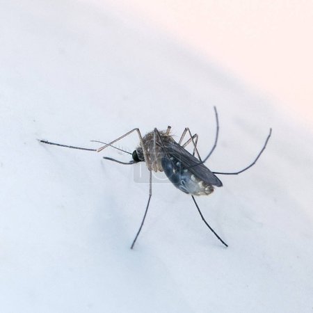 Photo for Close up of a mosquito sitting on a white surface - Royalty Free Image