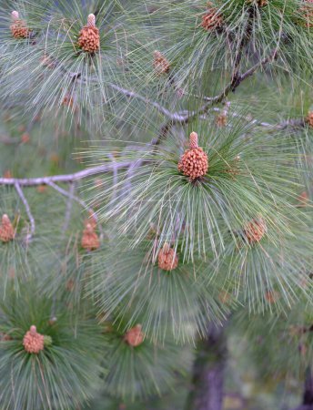 Close up of a young male pine cones of the longleaf Indian pine variety surrounded with pine needles on a branch.