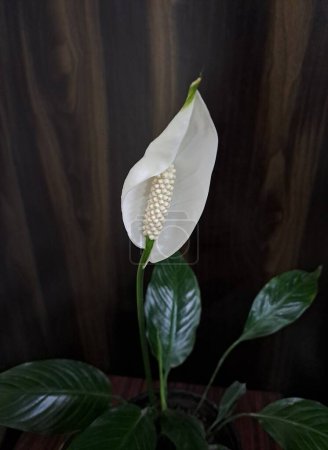 Potted Peace Lily plant with beautiful flower blooming