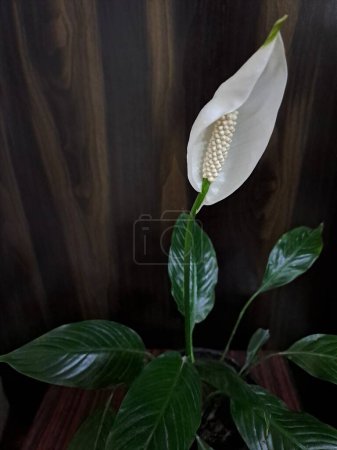 Potted Peace Lily plant with beautiful flower blooming