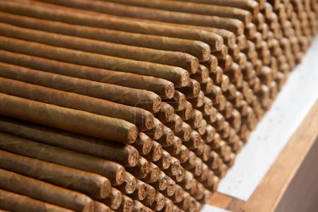 Photo for Stack of hand rolled cigars. close up shoot - Royalty Free Image