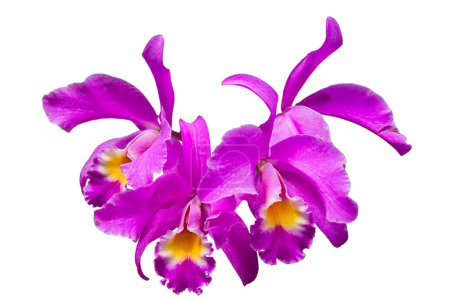 Foto de Cattleya gaskelliana es una especie de orquídea epifita. Guarianthe es un colorido púrpura flores. Flor nacional costarricense. Guaria morada - Imagen libre de derechos