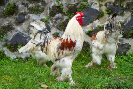 Photo for Free range Brahma chickens, hens and roosters, looking for food in a garden on the grass - Royalty Free Image
