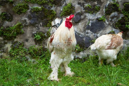 Photo for Free range Brahma chickens, hens and roosters, looking for food in a garden on the grass - Royalty Free Image