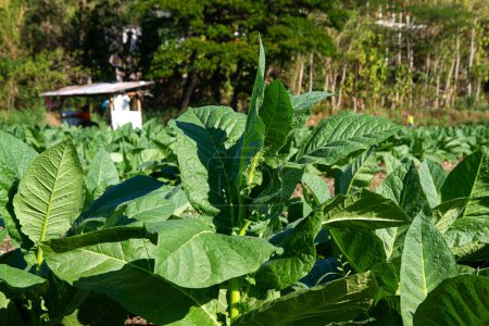 Foto de Hoja de tabaco y árbol de tabaco en la granja de tabaco. Planta de tabaco verde que crece en el campo agrícola. Cultivos de hoja grande de tabaco que crecen en el campo de plantación de tabaco - Imagen libre de derechos