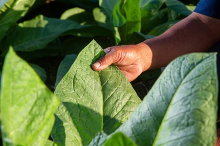 Foto de La mano del agricultor sostiene las hojas de tabaco. Farmer Inspecting Tobacco Plant Leaves. Manos de hombre tocando la hoja de tabaco en la granja de tabaco para comprobar la calidad y el tamaño antes de la cosecha - Imagen libre de derechos