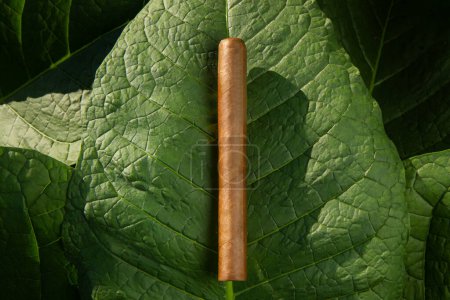 cigarro con hojas verdes de tabaco en el fondo