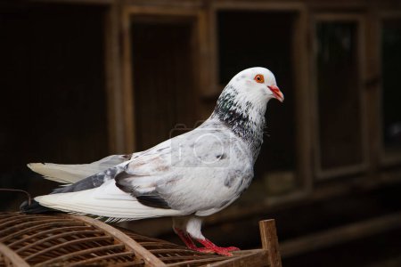 Téléchargez les photos : Pigeon (Columba palumbus) au marché aux animaux - en image libre de droit