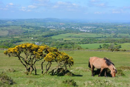 Photo for Gorse in flower and pony grazing on Whitchurch Common in Dartmoor National Park, Devon, England - Royalty Free Image
