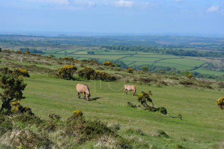 Photo for Panoramic landscape with Dartmoor ponies grazing on Whitchurch Common in the summer, Dartmoor National Park near Tavistock, Devon, England - Royalty Free Image