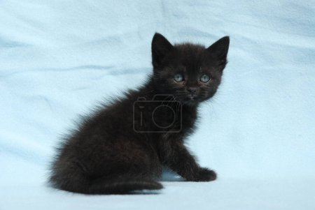 Photo for Cute black kitten with blue eyes, isolated on blue background - Royalty Free Image