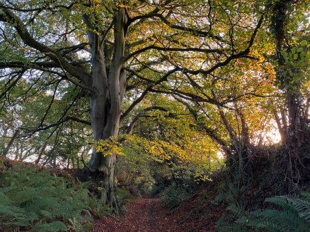 Holloway in autumn with fallen leaves, a sunken road and ancient trackway typical of Somerset, England