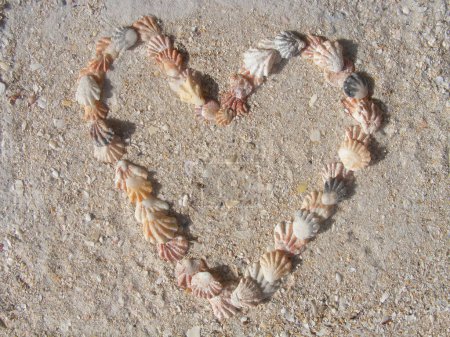 Photo for Kittens paw shells, plicatula gibbosa in the shape of a heart on the beach at Sanibel, Florida, USA - Royalty Free Image