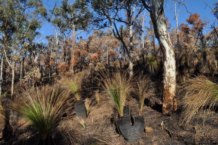 Téléchargez les photos : Bushland après combustion contrôlée pour la lutte contre les incendies, Whistlepipe Gully Walk, Mundy Regional Park, Perth Hills, Australie occidentale, Australie - en image libre de droit
