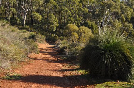 Téléchargez les photos : Bushland track and Xanthorrhoea, Herbier, Whistlepipe Gully Walk, Mundy Regional Park, Perth Hills, Australie occidentale, Australie - en image libre de droit