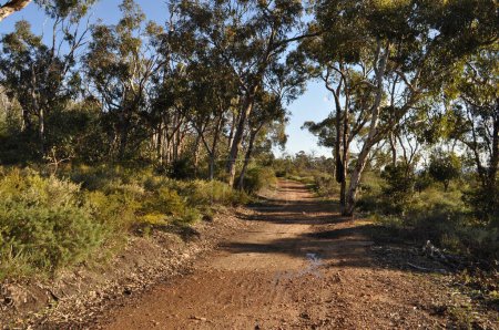 Téléchargez les photos : Chemin de terre rouge, Whistlepipe Gully Walk, Mundy Regional Park, Perth Hills, Australie occidentale, Australie - en image libre de droit