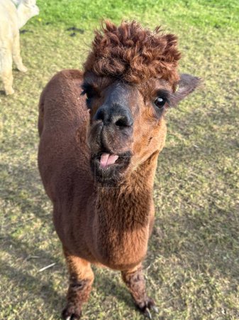 Téléchargez les photos : Mignon brun Huacaya alpaca, animal domestiqué, lama pacos - en image libre de droit