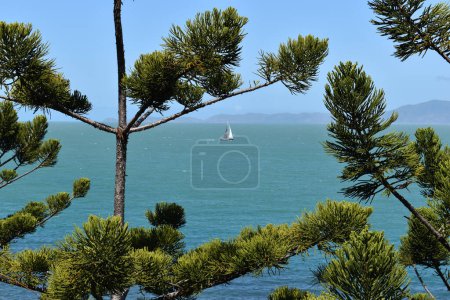 Photo for Yacht sailing off the coast of Magnetic Island, seen through branches of iconic Hoop pine, also know as araucaria cunninghamii or Dorrigo pine - Royalty Free Image