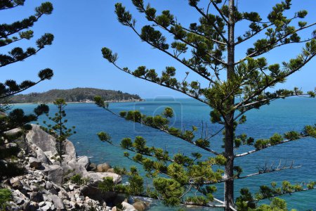 Téléchargez les photos : Vue sur la baie avec des rochers de granit et des pins cerceaux au premier plan, Geoffrey Bay. Magnetic Island, Queensland, Australie - en image libre de droit