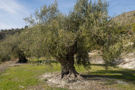 Photo for Ancient olive tree, Olea europaea, on a terraced hillside, Alicante Province, Spain - Royalty Free Image