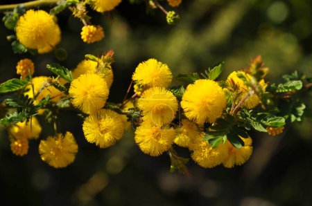 Foto de Acacia pulchella, comúnmente conocida como Moises espinosos, florece en Kalamunda, el arbusto alrededor de Perth y es endémica de Australia Occidental, Australia - Imagen libre de derechos