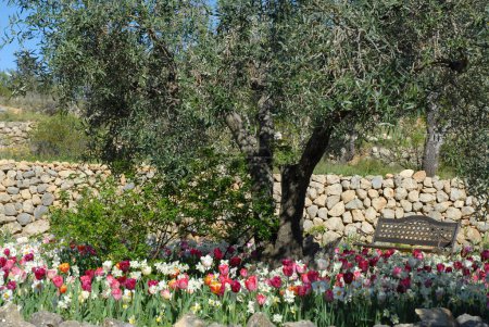 Quiet space in Mediterranean garden, bench under an olive tree with colourful Spring flowers
