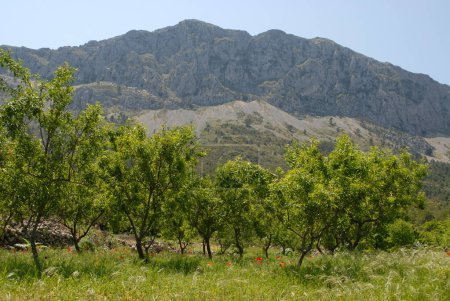 Montagnes Bernia avec verger d'amandiers et coquelicots sauvages au printemps, province d'Alicante, Valence, Espagne 