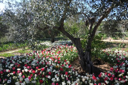 Photo for Olive tree under planted with colourful  tulips and daffodils in Springtime - Royalty Free Image