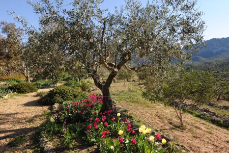 Photo for Olive tree underplanted with red and yellow tulips in a landscaped Mediterranean  garden - Royalty Free Image