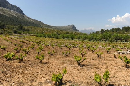 Agricultural landscape in springtime including vineyard and almond orchards in the Bernia mountains, Alicante Province, Spain