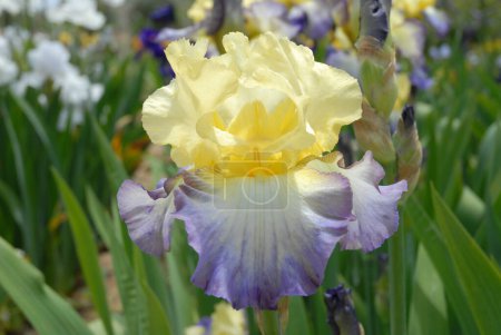 Tall bearded Iris, beautiful purple and yellow bicolor flower, close up